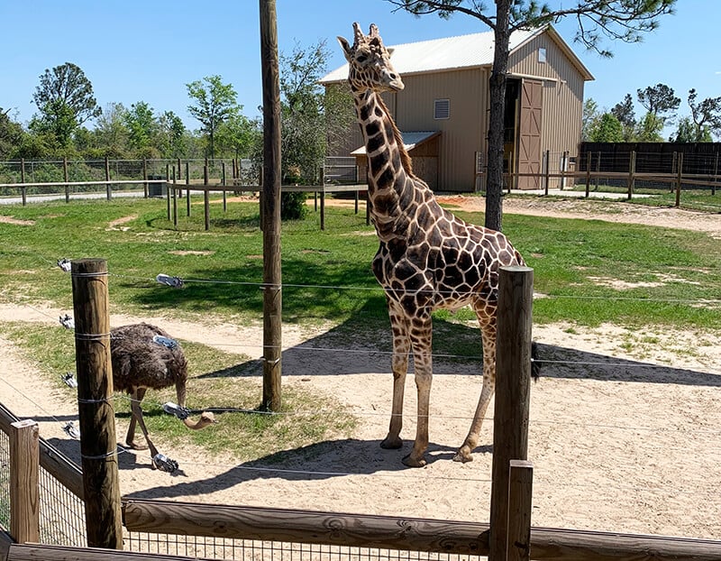 Alabama Gulf Coast Zoo