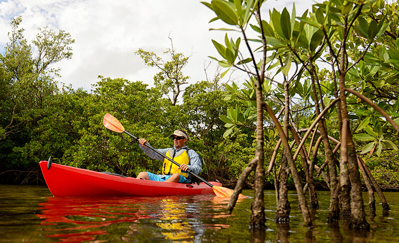 Go Mangrove Kayaking