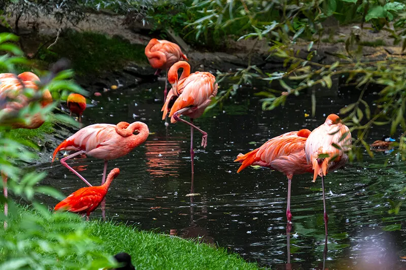 Sarasota Jungle Gardens