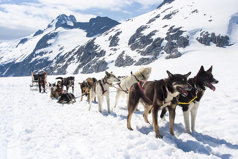 Seavey's IdadaRide Dog Sled Tours