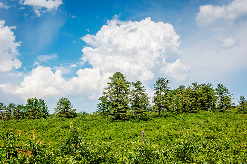 Albany Pine Bush