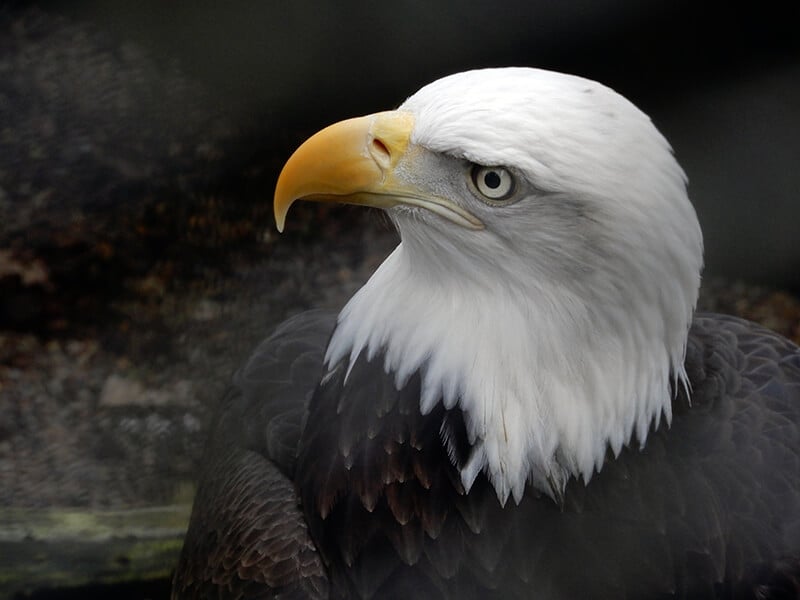 Cascades Raptor Center