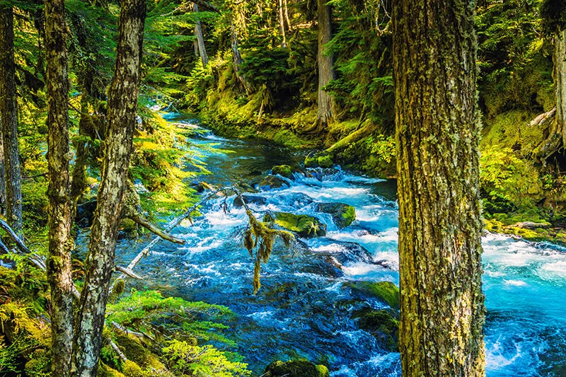 McKenzie River National Recreational Trail