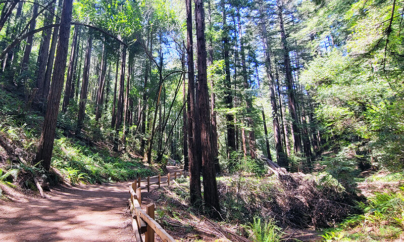 Reinhardt Redwood Regional Park