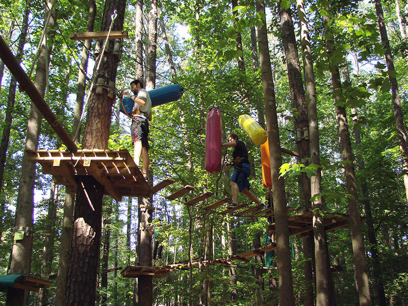 Treetop Quest