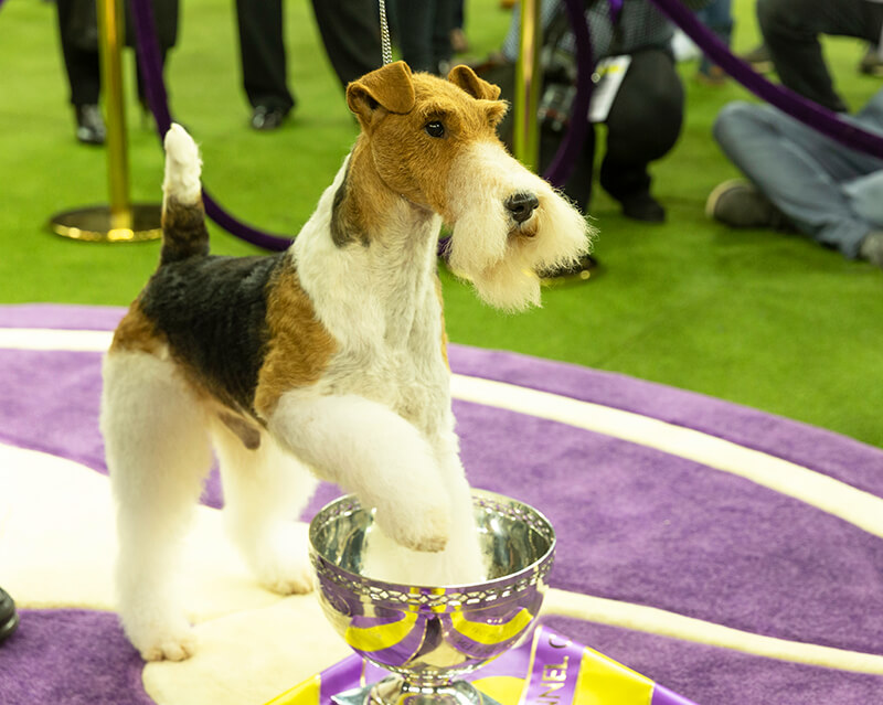 Westminster Kennel Club Dog Show