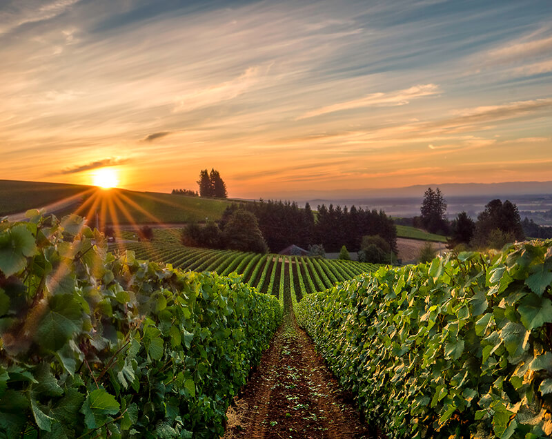 Willamette Valley Vineyards