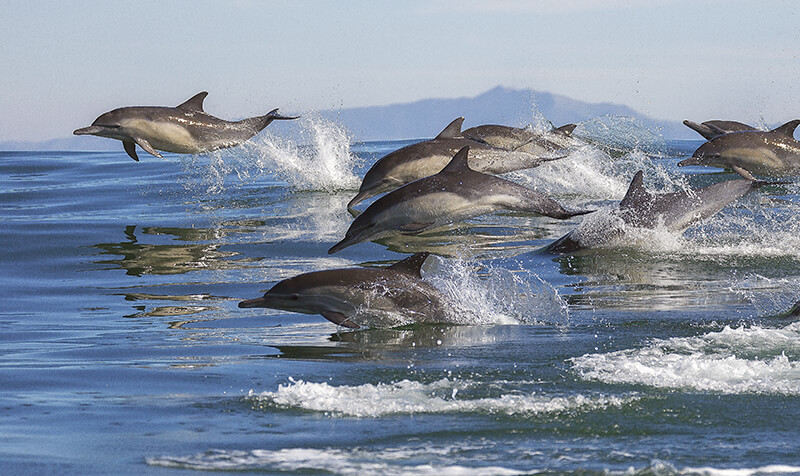 Dolphin Watching