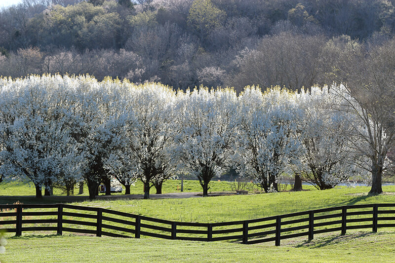 Leiper's Fork Greenway