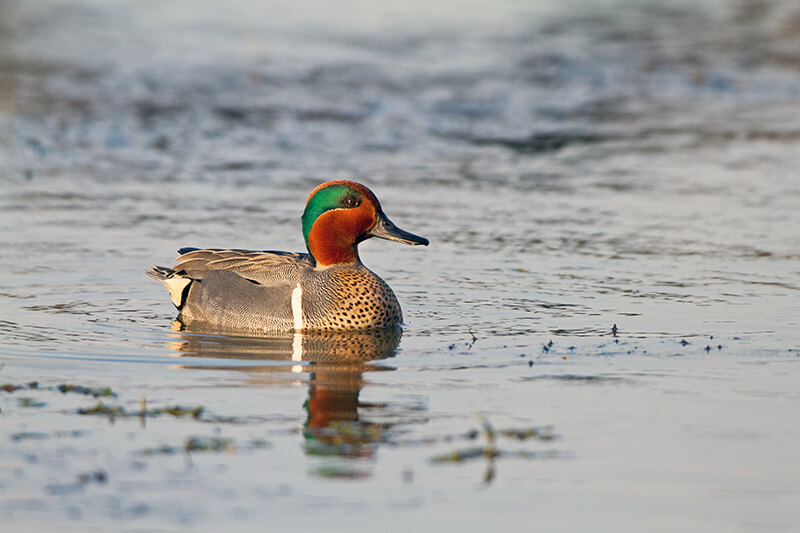 Leonabelle Turnbull Birding Center