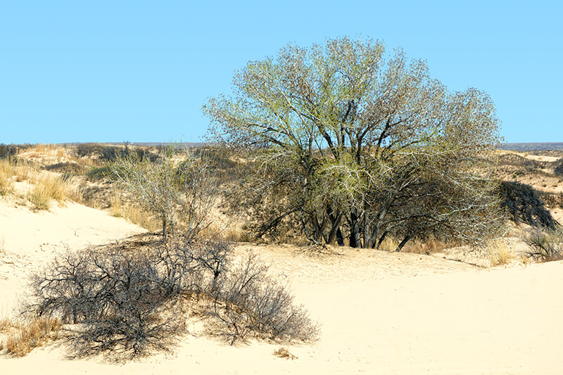 Mescalero Sands North Dune