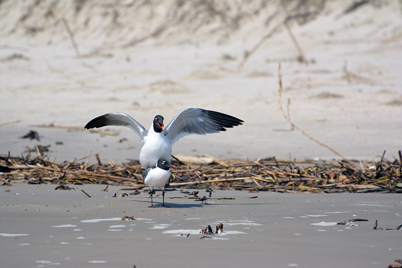 Mustang Island State Park