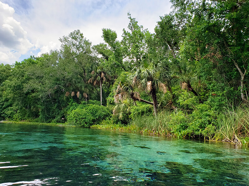 Ocala National Forest