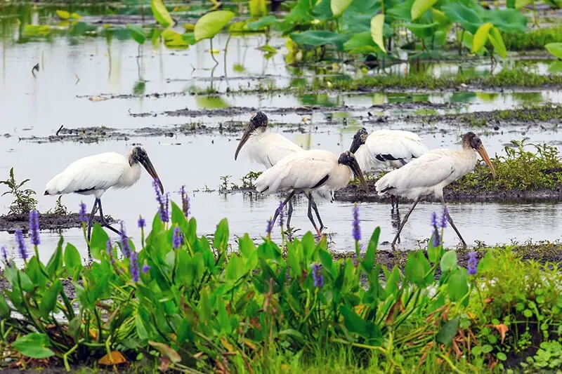 Paynes Prairie Preserve State Park