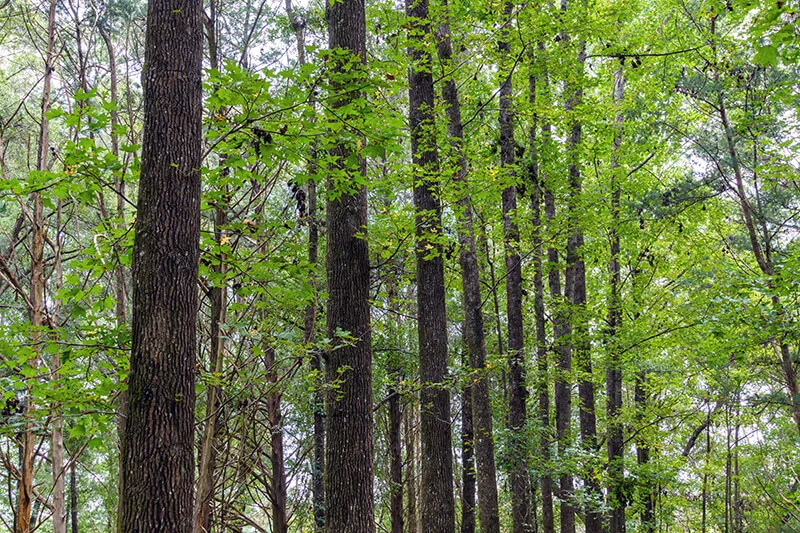 Rainbow Springs State Park