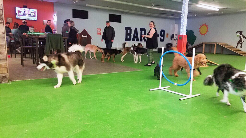 Bar K-9 Indoor Dog Park and Bar