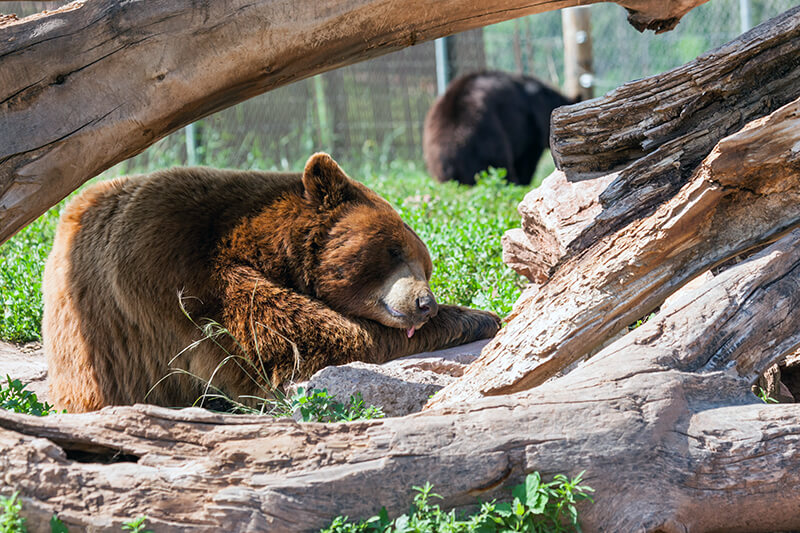 Bear Country USA