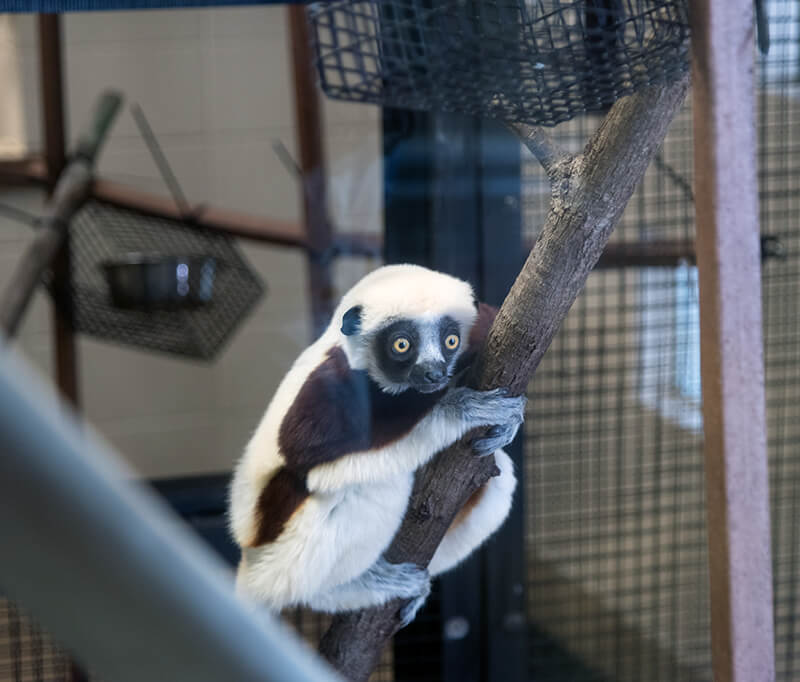 Duke Lemur Center