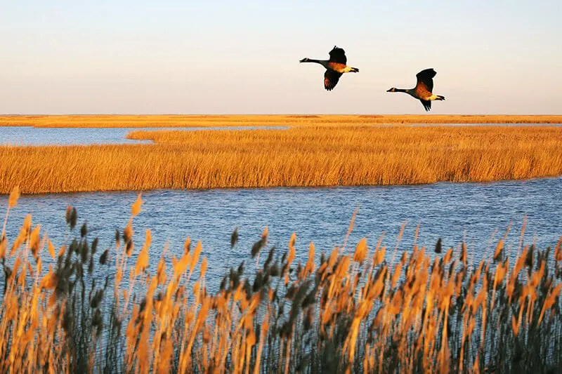 Bombay Hook National Wildlife Refuge