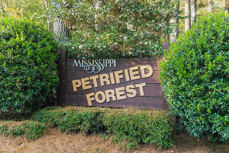 Mississippi Petrified Forest