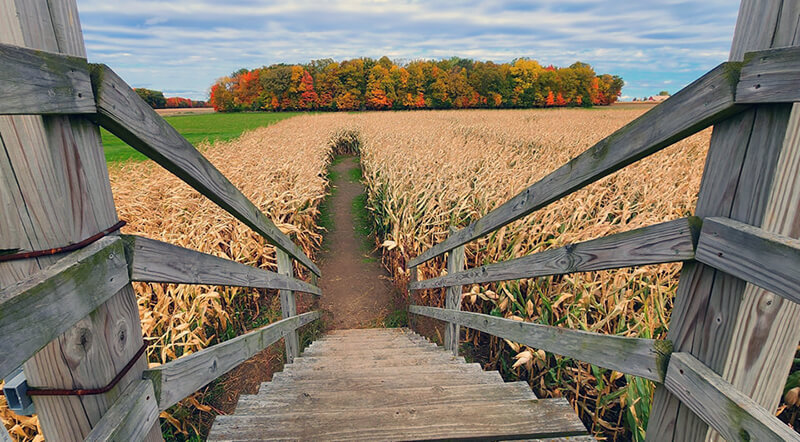 Frankenmuth Corn Maze