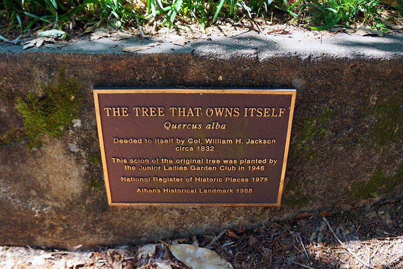 Tree That Owns Itself