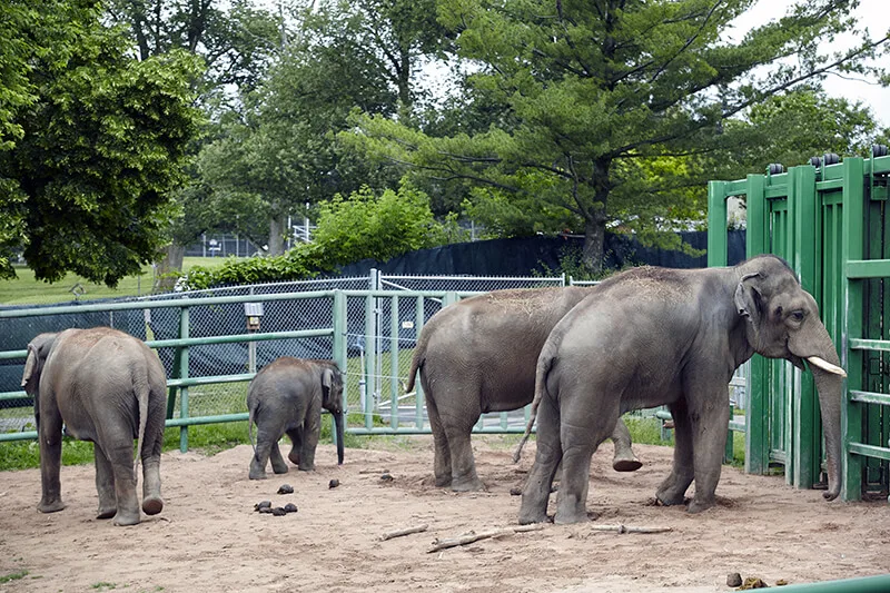 Rosamond Gifford Zoo