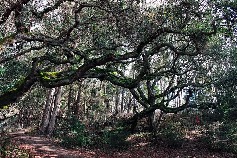 Spanish Moss Trail